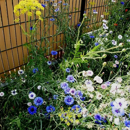 Tatil Evi Le Logis Du Vendangeur